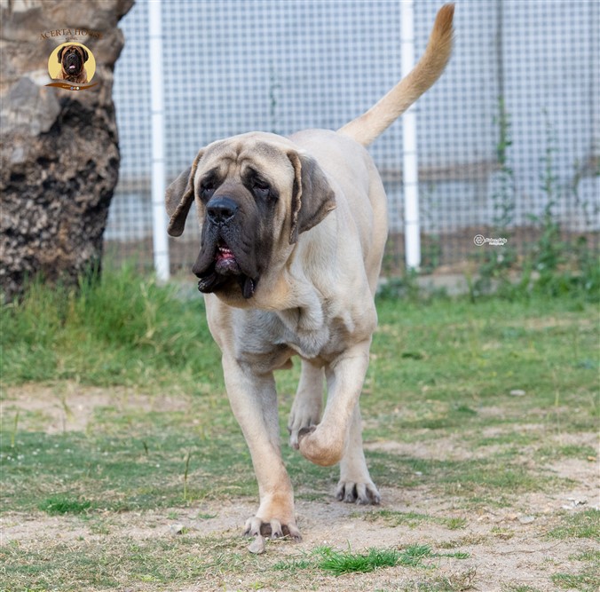 ALBATCHINO KOROSDOMBI