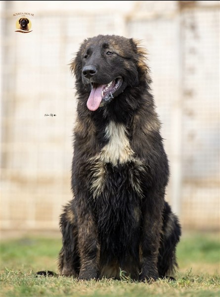 ULYANA MEDVED SLOBOJANSHINY