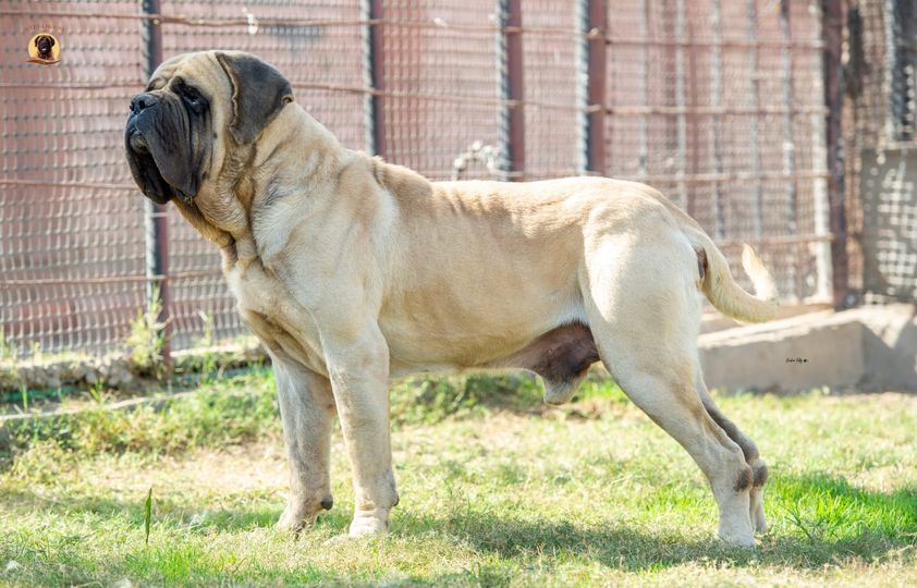 BRUMI MATRA SIZIKLA ORMI