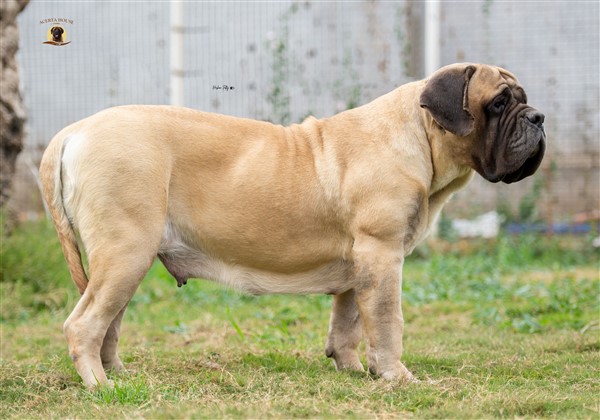 ATHANASIA KOROSDOMBI