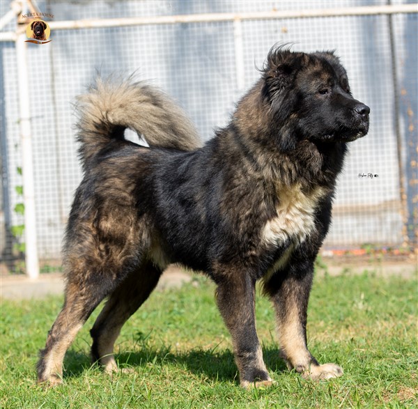 UNGUR MEDVED SLOBOJANSHINY